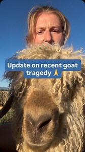@redfalconranch on Instagram: "So to make a long story short, we haven’t received any bad news…yet. Our leads keep pointing to the auctions. Finan and Mahogany are high quality Angora goats. They are unique and anybody can see they have value. Why they were dumped at the auction in the first place is beyond me but if you’re curious about that, watch my previous reels where I go into it. 😓 They were bought at an auction in Nathalie, Virginia however they could be flipped at any auction in the su