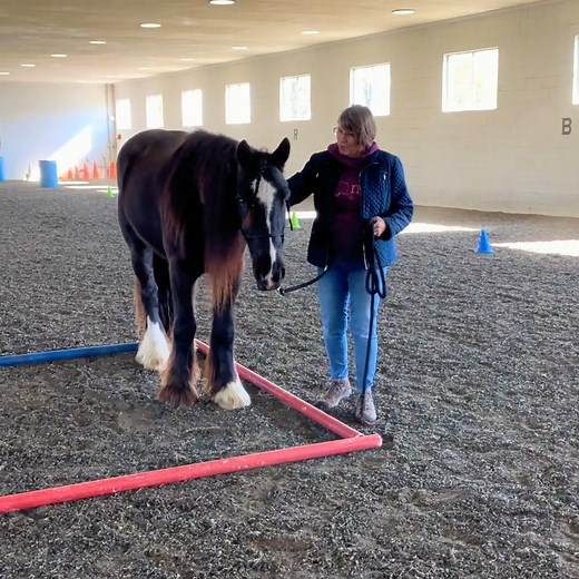 Silver Saddles Session 1 Wrap-Up 🐴🍂 Our fall Silver Saddles session came to a close a couple of weeks ago, and what a wonderful group it was! Over four weeks, ten participants paired up to work with our amazing horses, building confidence, connection, and new skills with every lesson. Under the guidance of Deb and Linda, and with the support of our dedicated volunteers, participants explored the fundamentals of horsemanship — from understanding energy and body language to learning how to lead,
