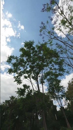4K Atmospheric Nature: Cloud Formations & Forest Silhouette | High-Quality B-Roll