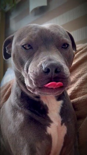 El perrito más musculoso… ¡pero con el corazón más tierno! 🐶💪❤️ #shorts