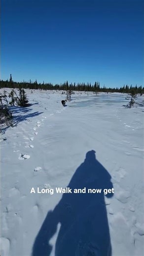 Alaska Muskeg Adventure | Overflow Creek Walk & Wildlife Sighting