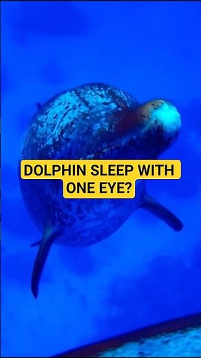 Dolphins Sleep With ONE Eye Open?! | Mind-Blowing Animal Fact