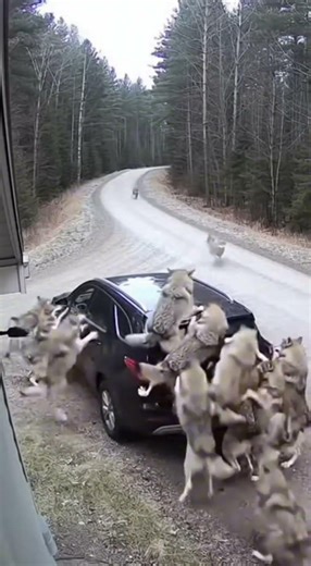 No Path Left Open! Wolves Closed In!