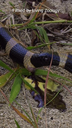 Matej Dolinay a Zuzana Dolinay | Have you ever seen a snake defecate? Or poop, shit, call it as you like 😁 Do you know what kind of snake this is? #livingzoology... | Instagram
