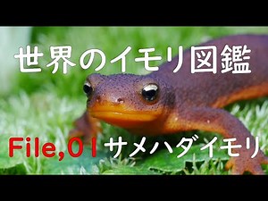 世界のイモリ図鑑 FILE01 サメハダイモリ Taricha granulosa