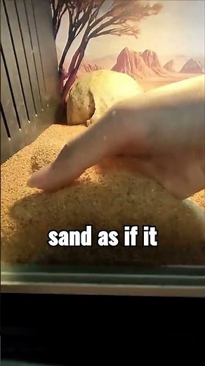 The Lizard That Swims in Sand Like Water! 🌵🐉