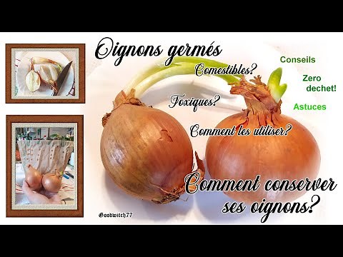 Les oignons germés comestibles ou toxiques? Utilisation Comment conserver les oignons + astuces
