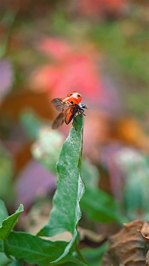 🐞🌱 Ladybugs have wings that fold into tiny spiraled packages beneath their shells — a brilliant piece of natural engineering. In this macro moment, a calm little explorer moves across fresh green plants, gently stepping from stem to stem — a slow, grounding rhythm that feels almost like nature’s own meditation. May this peaceful scene bring a soft pause to your day and remind you of the quiet beauty we often miss. #ladybug #macronature #insectlife | juli.o.key