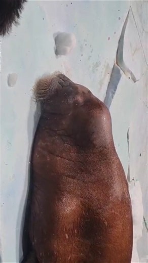 “Meet the Giant Walrus! 🦭 SeaWorld Abu Dhabi Adventure”