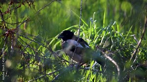 Eurasian magpie sitting on dry branches in scrub and flying off at the end