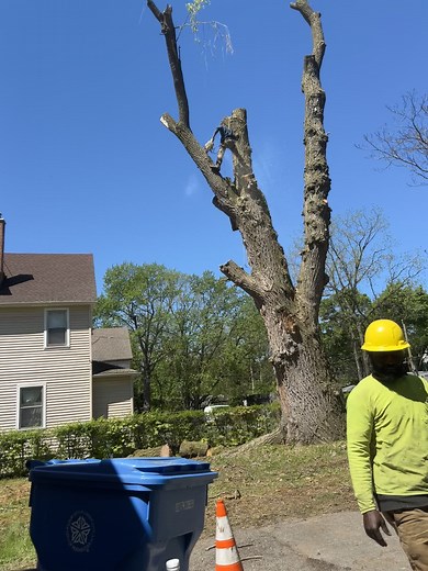 Expert Tree Cutting Techniques for Safe Operations