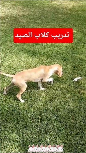 #تدريب_كلاب_الصيد #الصيد_البرى