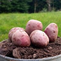 Alouette - Organic Blight Resistant Seed Potatoes