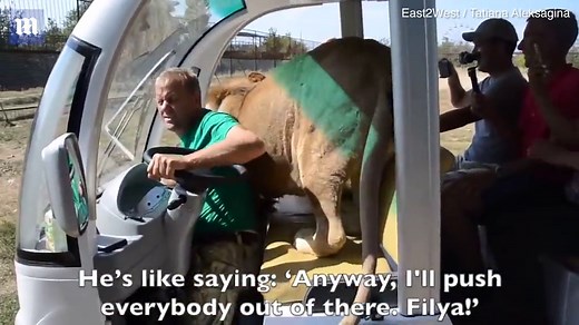 Lion climbs over and licks tourists in buggy at safari park