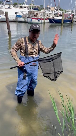 How to catch grass shrimps for bait! #bait #grassshrimps #fishing #shorefishing #perch | Dok H.