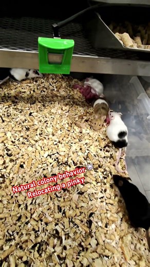 Mouse Relocating a Pinky | Natural Colony Behavior