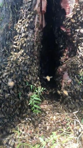 MASSIVE Wild Beehive in a Tree! 😱🐝🍯