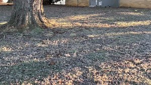 2.5K views · 63 reactions | The quack pack off duty | The Quack Pack USA | Facebook