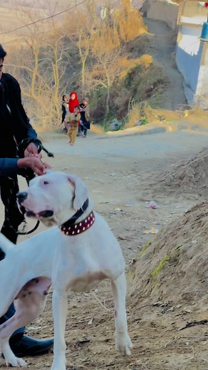 Gentle Giant: Walking a Muscular Dog Outdoors