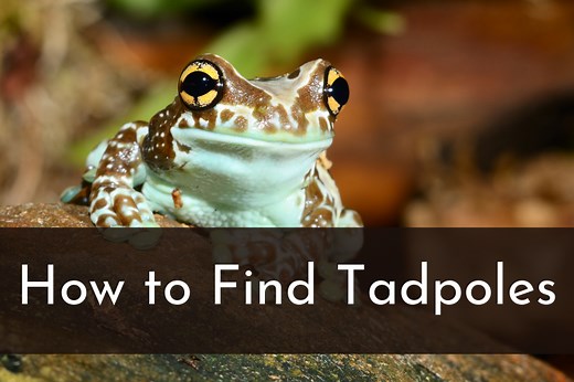 How to Find Tadpoles: Where & When to Look   Handling Tips