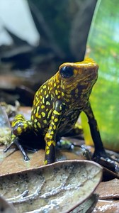 Turn up volume 🔊! Feeding my female Oophaga anchicayensis “small redhead” 🐸 some fruit flies dusted in calcium and vitamin supplement! Both my male and female “small red heads” are doing amazing! I have always dreamt of owning a breeding pair of this species due to their vibrant colouration and black reticulation. Each animal is variable and uniquely coloured. They are truly magnificent. These frogs are obligate egg eaters, meaning their young are raised from tadpoles to froglets on a diet of 