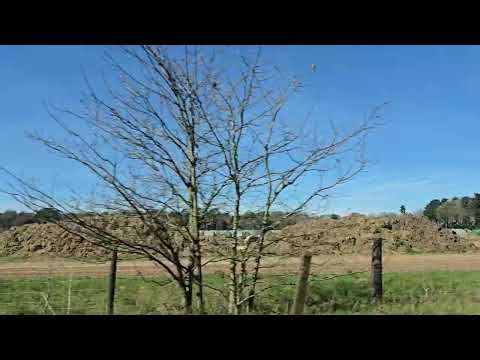 Wayland pig Farms UK.