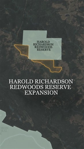 One of California’s most intact redwood landscapes is located in Sonoma County. Harold Richardson Redwoods Reserve, a 730-acre forest, has remained remarkably whole for thousands of years. Towering old-growth redwoods rise above lush ferns and meandering streams, creating a thriving, ancient ecosystem that provides habitat for northern spotted owls and coho salmon, stores carbon, and strengthens wildfire and climate resilience. The forest also nurtures the giants of tomorrow, ensuring they thriv
