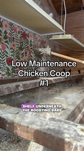 Revolutionizing Chicken Coop Maintenance for Healthier Chickens