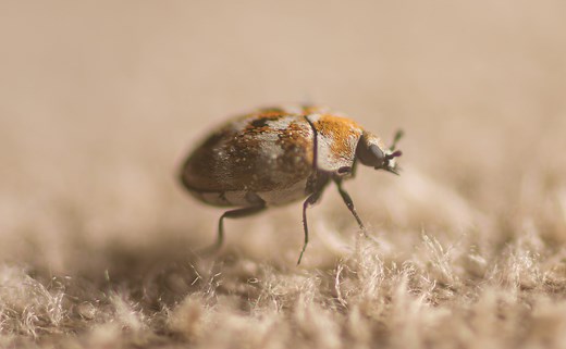 How to tell if carpet beetles are living in your home – and how to get rid of them