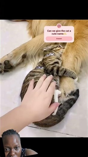 Pets are lovely 😍 #shorts #pets #cat #greenscreen #cute