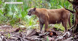 RED ALERT: 36 Florida panthers killed this year nearing record-high, three deaths this week alone