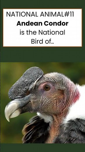 National Animal #11 | The Andean Condor – King of the Andes Skies 🦅#nationalanimal #nationalbirds