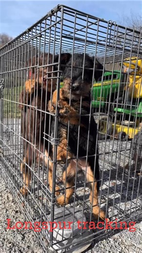 These two are ready to put in some work!! #bloodtrailztrackingapp#trackingdogs#voodooqueen#jadgterriors | Longspur Tracking and Outfitting