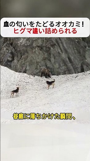 Wolf follows the scent of blood! Brown bear cornered #wildlife #revenge #brownbearvswolf #natureo...