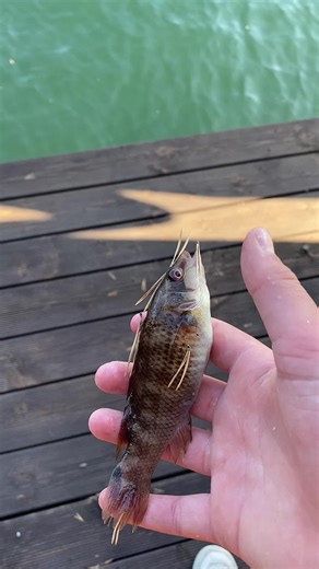 Tips for Catching Berggylte and Makrell