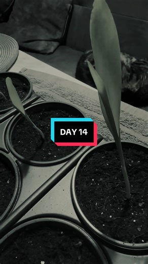 The Rise of Sweetcorn: Growing Journey - Part 2