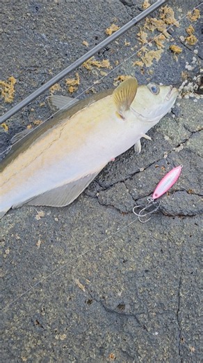 Nice Pollock in Scotland😃 #fishing #seafishing #pollock #fishingvideo #ukfishing