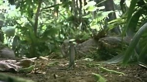 Geico Spread The Word The Martin Agency AdForum com