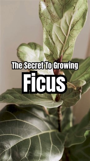 This Is How To Grow Ficus Plants Without Them Dropping Leaves 🍃 #PlantCare #Plants #Shorts