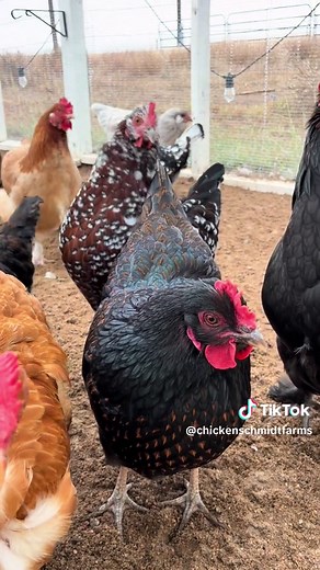 This little cluck cluck grumbling sound indicates that you’ve got something and your flock WANTS it! It’s very common to hear around snack and meal times. #fyp #foryou #foryoupage #learnontiktok #backyardchickens #fowllanguage #chickentok #chickensoftiktok