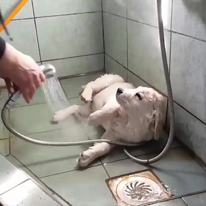 14K views · 438 reactions | Watch this cute puppies and dogs video compilation - Puppies TV | Dog Lovers Club | Facebook