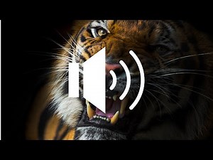 Tiger Roar -Sound Effect(HD)
