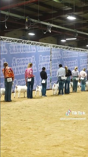 Full Line-Up! 🐐 Goats Ready to 'Do Their Thing' in the Arizona National Ring