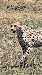 Reino Animal Salvaje: Vida Silvestre en la Sabana Africana 🦁 Documental de África
