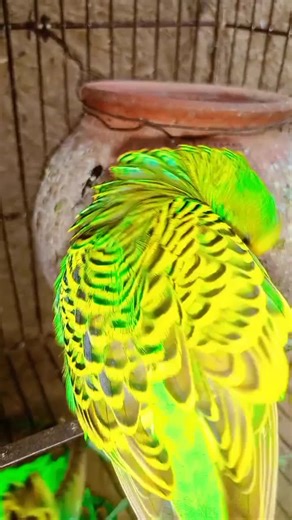 #budgies #budgerigars