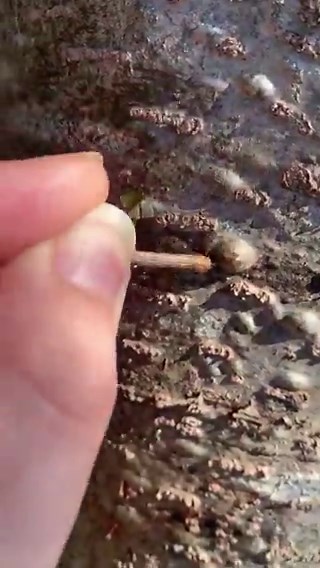 Pop the sap on a tree with a stick, drop a stick in a water and beautiful chemical reaction happens. Nature is amazing.