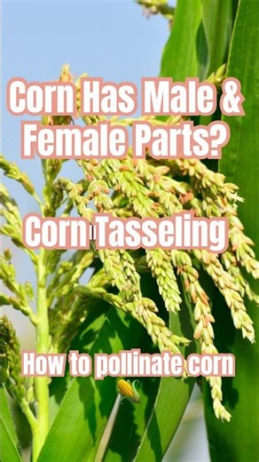 Corn Tasseling? Here’s What It Means for Pollination & Harvest