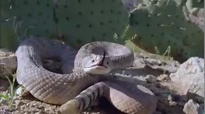 Here's how to survive a rattlesnake bite -- or better yet, avoid one. https://cnn.it/3v8YDVi | CNN International