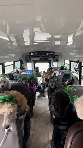 1.4K views · 44 reactions | Happy St. Patrick’s Day! Happy 2nd birthday Aspen! 勺☘️ #dogbirthdayparty #dogbirthday #stpatricksday #dogwalker #dogsnacks #dogtok Celebrate Aspen's 2nd Birthday with Dog Party Ideas Join us for Aspen's 2nd birthday party filled with fun dog activities and snacks. Perfect ideas for any dog lover! #dogbirthdayparty #dogbirthday #stpatricksday | Dogs Helping | Facebook