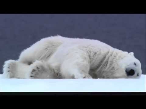Polar Bears Mating